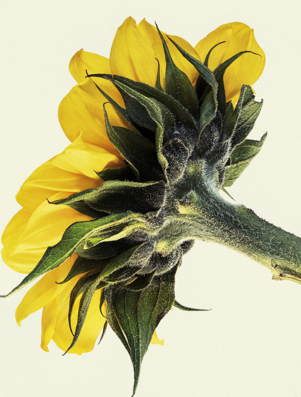 Summer Sunflower by Suzanna Mars
