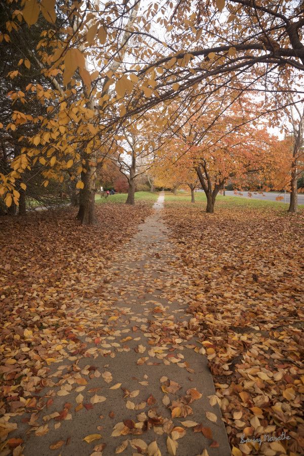 Golden Carpet Landscape (2021) by Sanjay Marathe