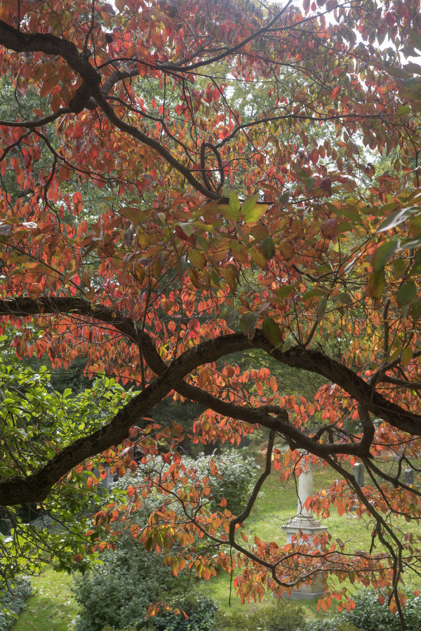 Fall At Mount Auburn (Vertical) by Sanjay Marathe