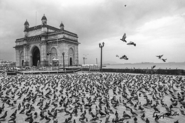 Pigeons At Gateway, Mumbai (2014) by Sanjay Marathe