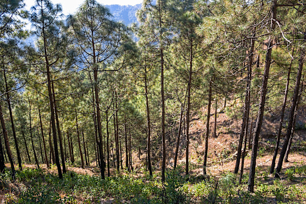 Garhwal Wilderness-1 (2005) by Sanjay Marathe
