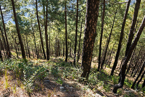 Garhwal Wilderness-2 (2005) by Sanjay Marathe