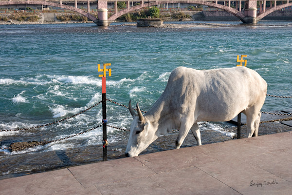 Holy Cow, Haridwar (2005) by Sanjay Marathe