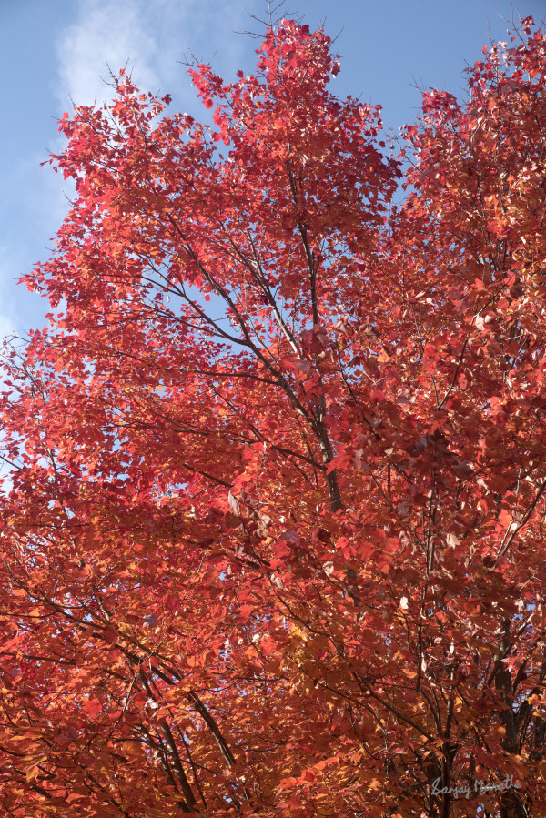 Red Maple-1, Fall Colors by Sanjay Marathe