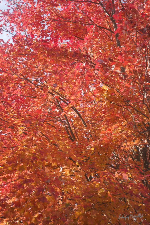 Maple On Fire-1, Fall Foliage by Sanjay Marathe