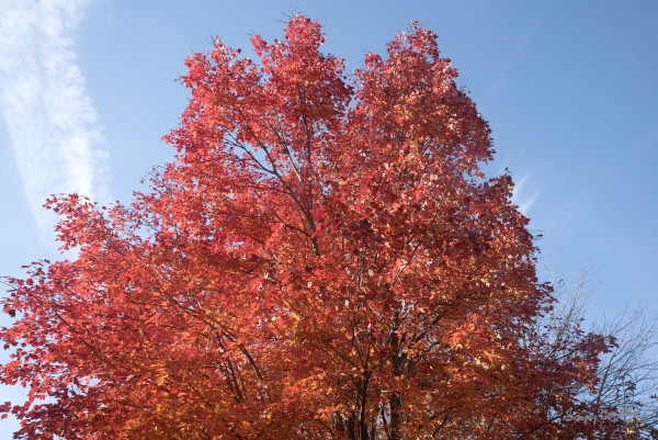 Red Maple-2, Fall Colors by Sanjay Marathe