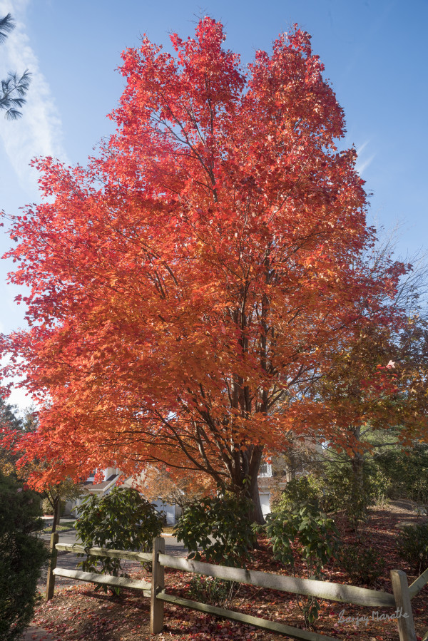 Red Maple, Fall Colors by Sanjay Marathe