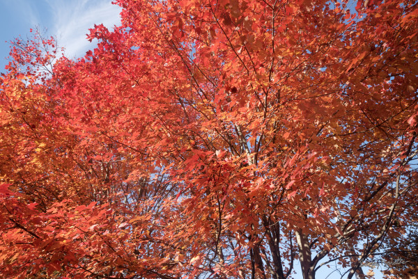 Maple Splash, Fall Colors by Sanjay Marathe