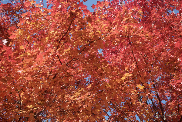 Maple On Fire-3, Fall Foliage by Sanjay Marathe