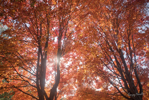 Backlit Maples-1, Fall Treescape by Sanjay Marathe