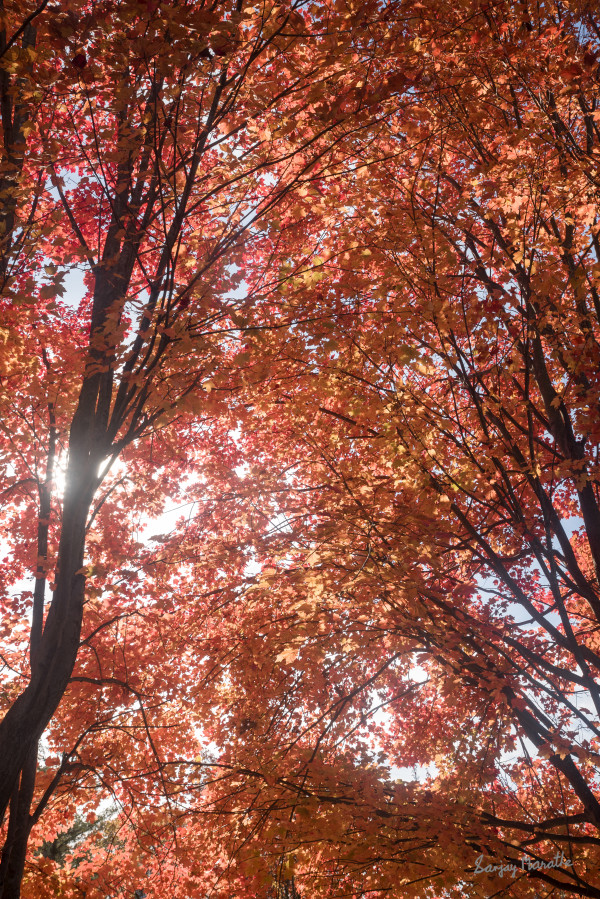 Backlit Maples-2, Fall Treescape by Sanjay Marathe