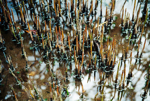 Untitled (Water Plants) by Daniele Tamagni Foundation