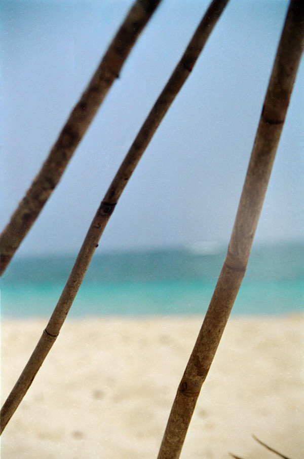 Untitled (Branches) by Daniele Tamagni Foundation