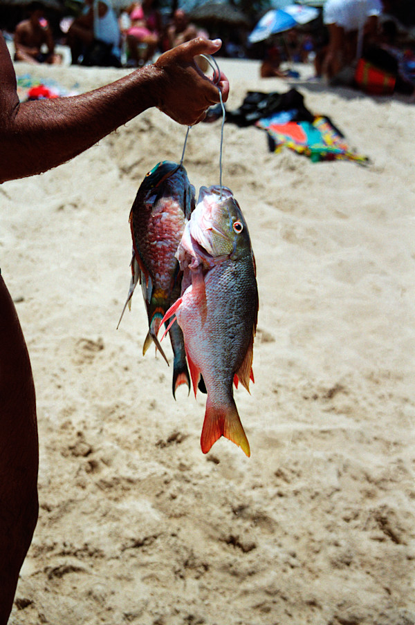 Untitled (Two Fish) by Daniele Tamagni Foundation
