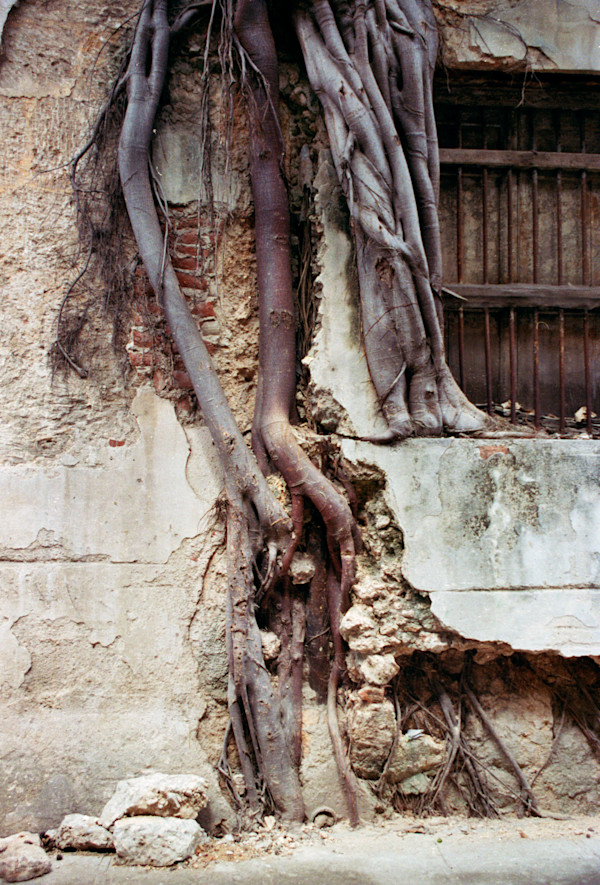 Untitled (Roots) by Daniele Tamagni Foundation