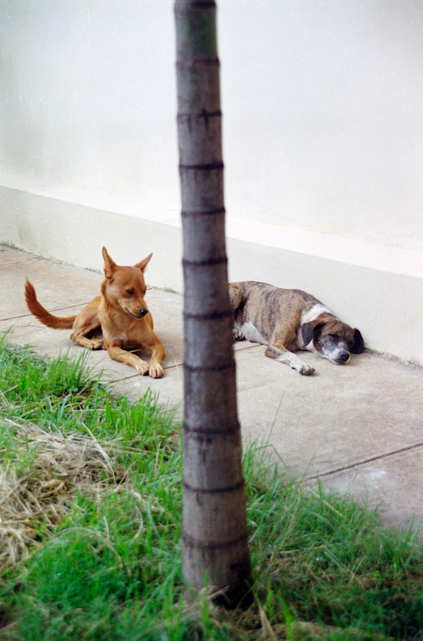 Untitled (Two Dogs) by Daniele Tamagni Foundation