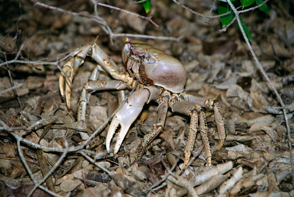 Untitled (Crab) by Daniele Tamagni Foundation