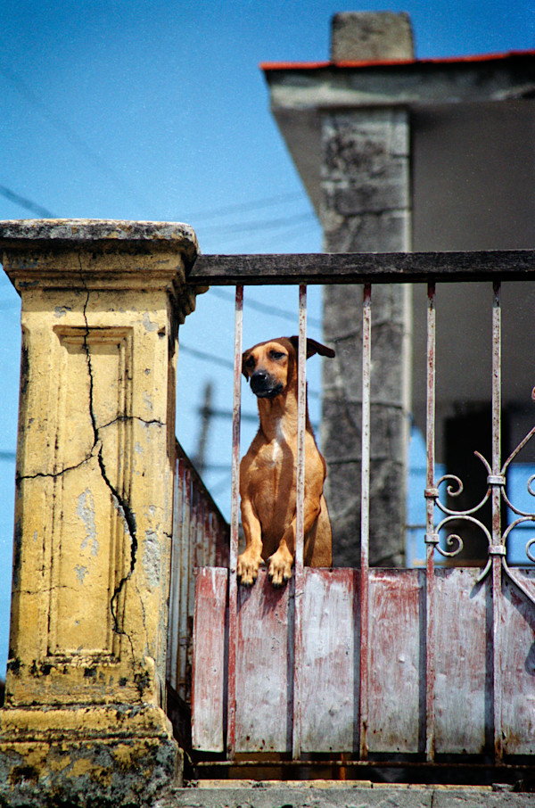 Untitled (The Dog) by Daniele Tamagni Foundation