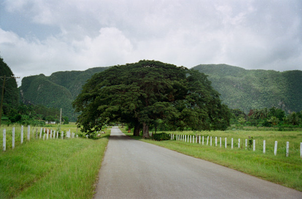 Untitled (Tree) by Daniele Tamagni Foundation