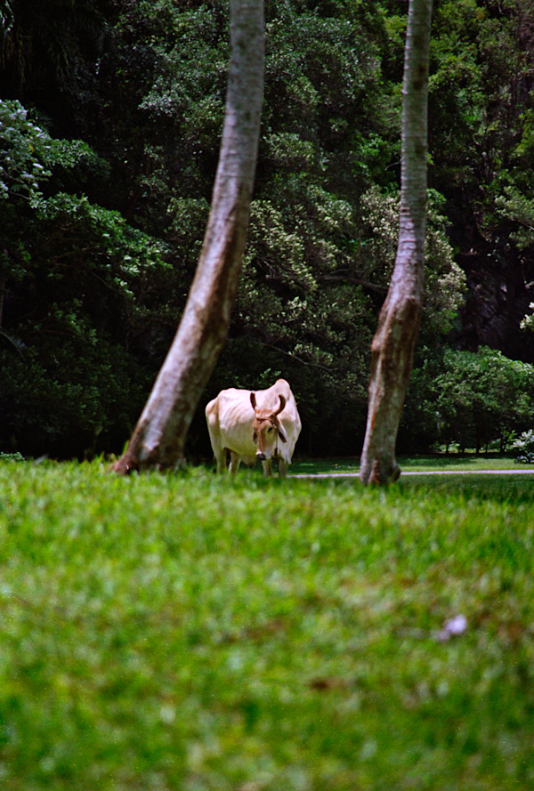 Untitled (Cebu) by Daniele Tamagni Foundation