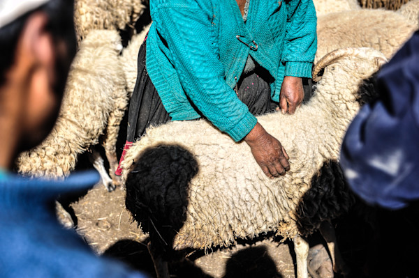 Untitled (Sheep Herd #2) by Daniele Tamagni Foundation