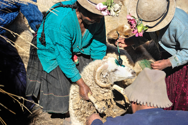 Untitled (Sheep Marking) by Daniele Tamagni Foundation