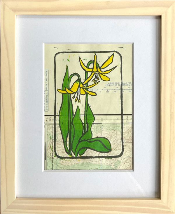 Glacier Lilies 3/13, Image 1.