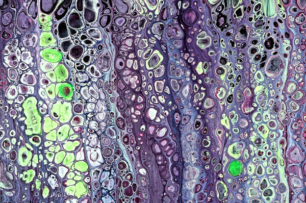 Cellular Dreams by Will Schmahl