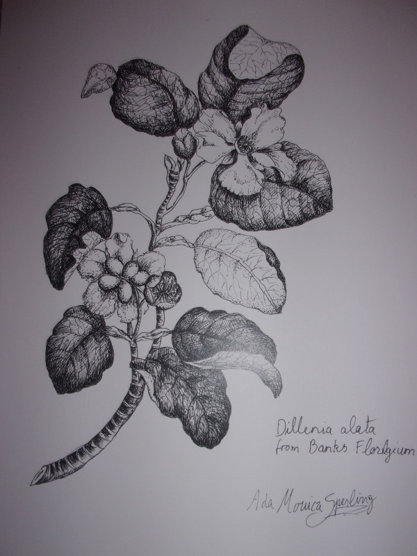 Dillenia alata from Banks Florigium