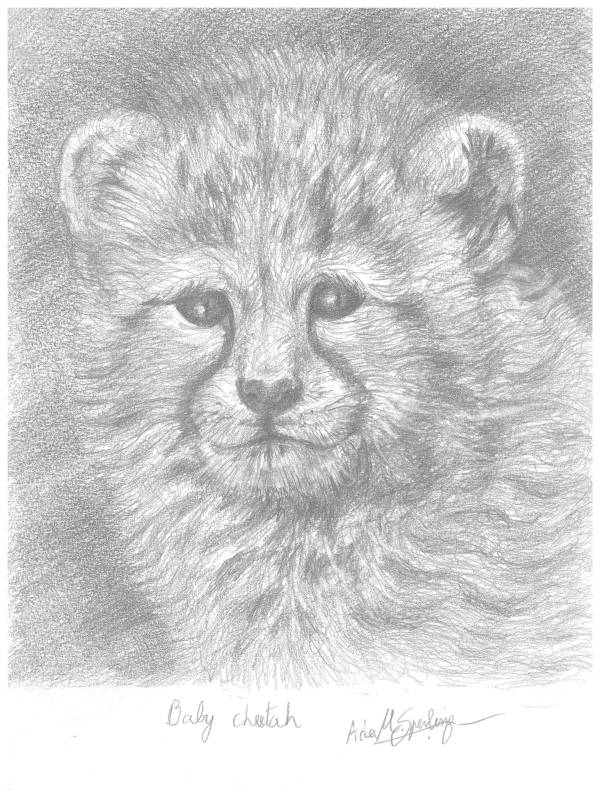 Baby Cheetah by Ada Monica Sperling