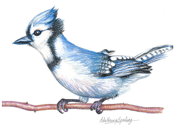 Blue Jay by Ada Monica Sperling