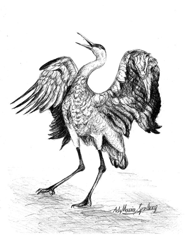Trumpeting Crane by Ada Monica Sperling