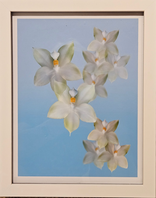 James P Folsum Phaeleanopsis by Wayne Shimabukaro