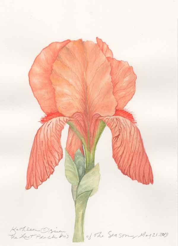 Last Peach Iris of the Season