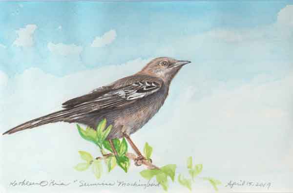 Sunwise Mockingbird