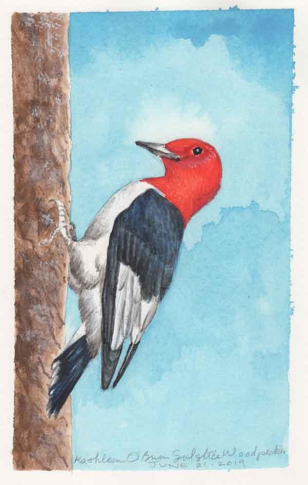 Solstice Woodpecker