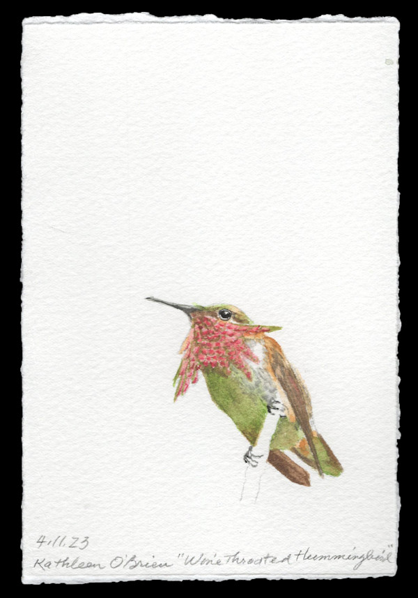 Hummingbird Joy, Wine Throated Hummingbird by Kathleen O'Brien