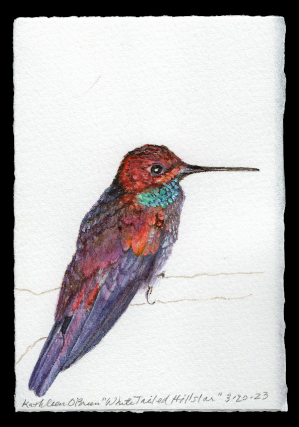Hummingbird Joy, White Tailed Hillstar by Kathleen O'Brien