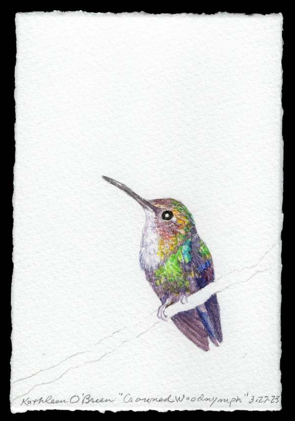 Hummingbird Joy, Crowned Woodnymph by Kathleen O'Brien