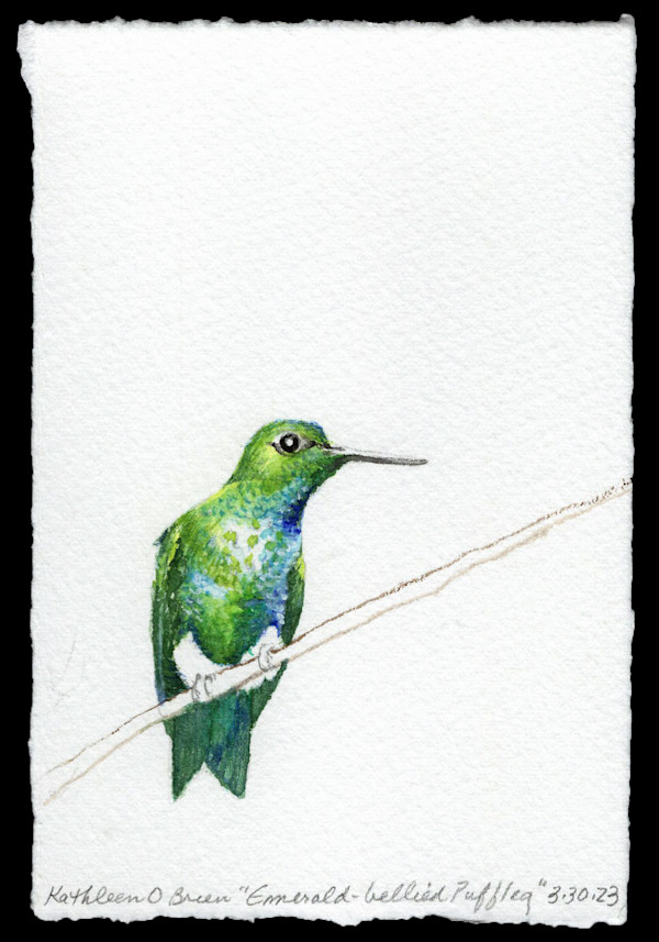 Hummingbird Joy, Emerald Bellied Puffleg by Kathleen O'Brien