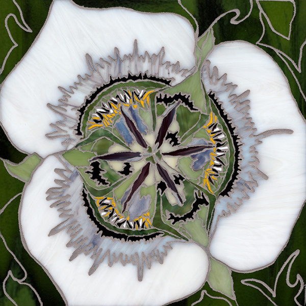 Gunnison's Mariposa Lily by Sue Rose