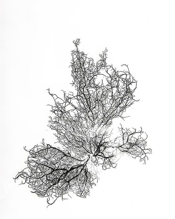 Large Usnea by Allison Belolan