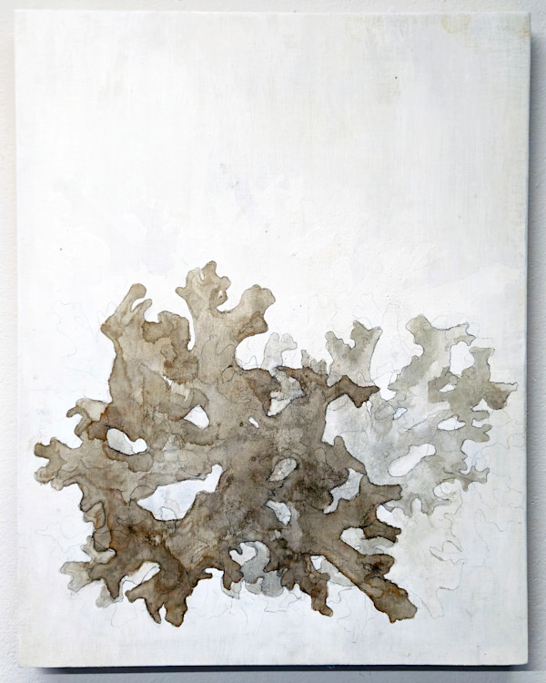 Lobaria Study 2 by Allison Belolan
