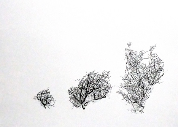 3 Usnea by Allison Belolan