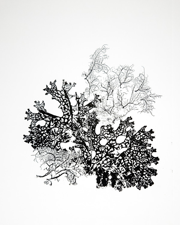 Lichen 4 Ways by Allison Belolan