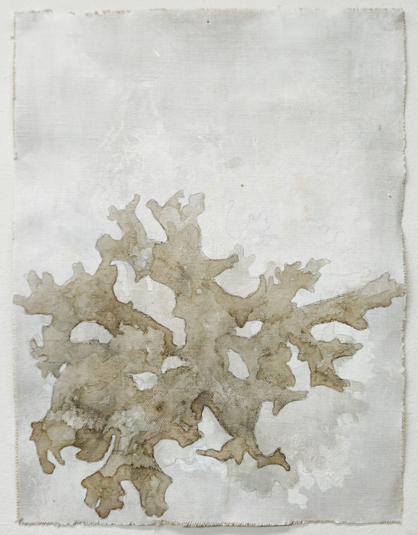 Lobaria Study 1 by Allison Belolan, Image 1.