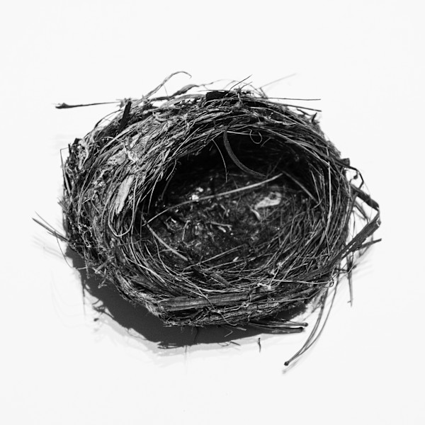 MAMK Birds Nest by Allison Belolan