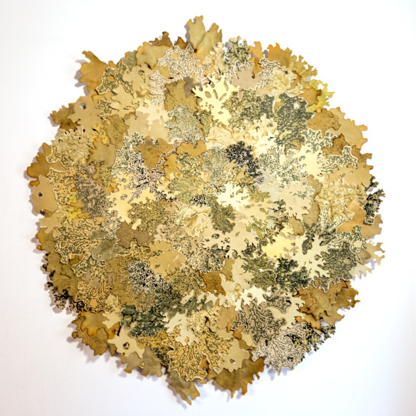 Lobaria pulmonaria 1 by Allison Belolan
