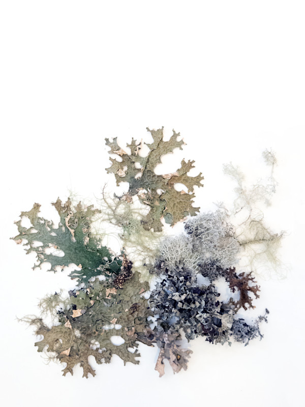 Lichen 5 Ways  20x16 by Allison Belolan