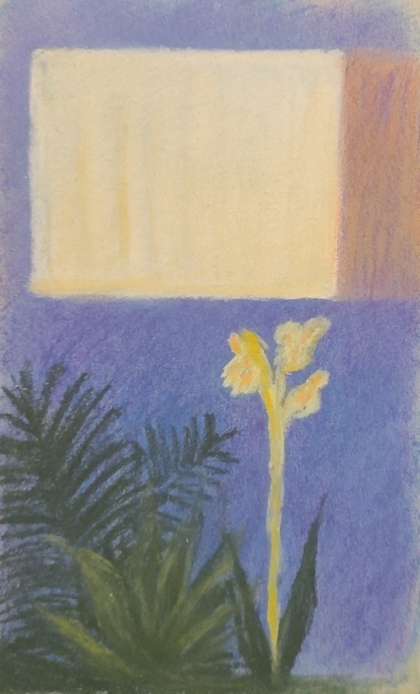 Canna Lily Under Window